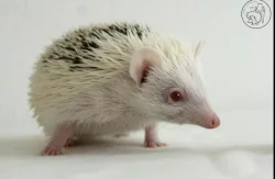 Samička afrického pygmy ježka s PP