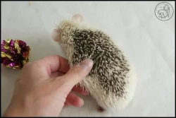Samička afrického pygmy ježka s PP