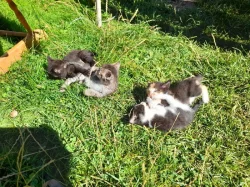 3 kocourci