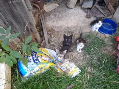 3 kocourci