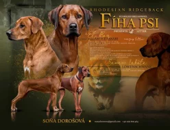 Rhodesian Ridgeback