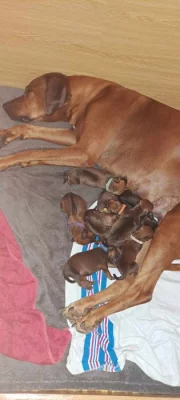 Rhodesian Ridgeback