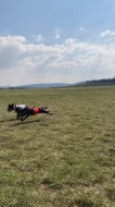Stafordšírský bulteriér s PP narozena 14.6.2023 ihned k odběru.