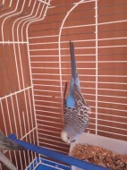 Prodám papouška a andulku