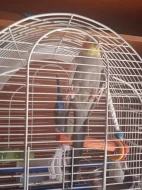 Prodám papouška a andulku