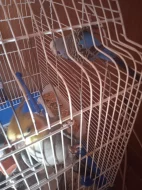 Prodám papouška a andulku