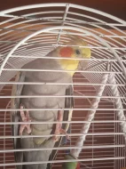 Prodám papouška a andulku