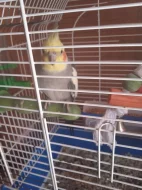 Prodám papouška a andulku