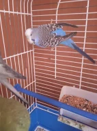 Prodám papouška a andulku