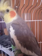 Prodám papouška a andulku