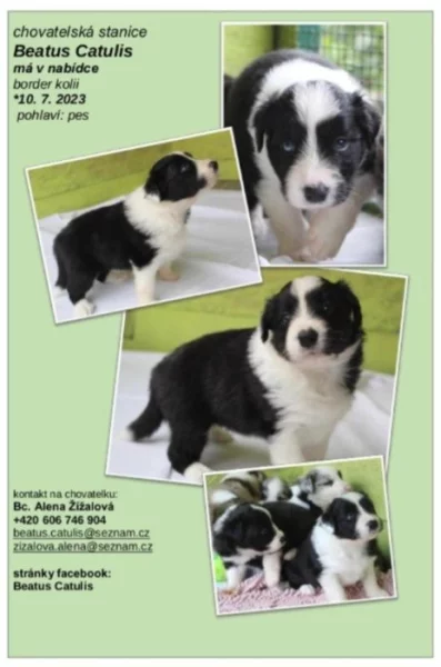 Border kolie s průkazem původu