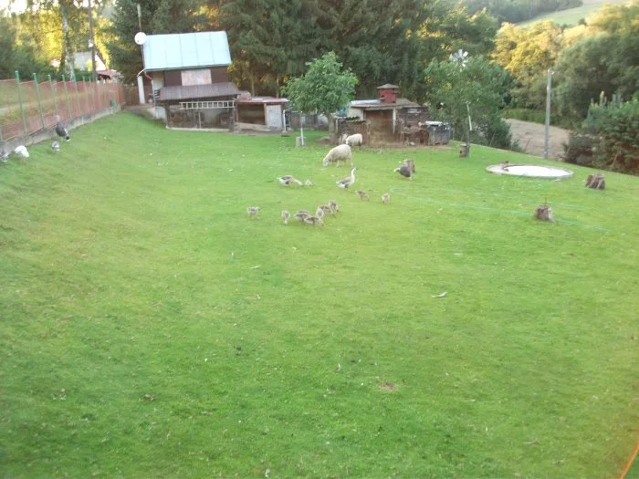 Housata husy labutí