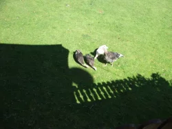 Housata husy labutí