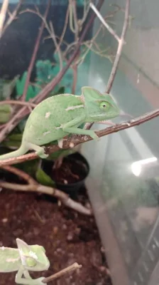 Chameleon jemenský (Chamaeleo calyptratus)