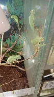 Chameleon jemenský (Chamaeleo calyptratus)