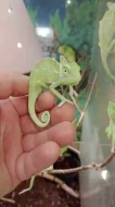 Chameleon jemenský (Chamaeleo calyptratus)
