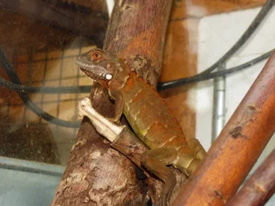 Leguán zelený (Iguana iguana) červená forma