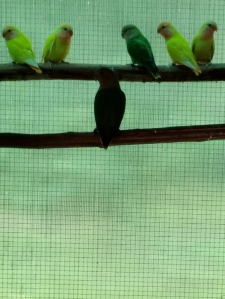 Agapornis Ruzohrdle opalin