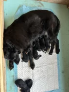 Štěňata Německého ovčáka