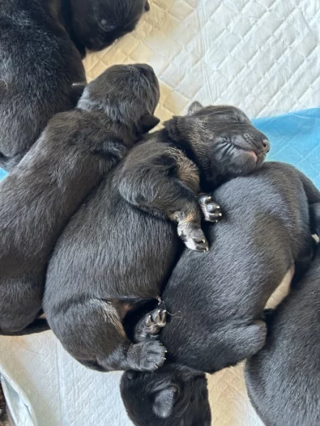 Štěňata Německého ovčáka