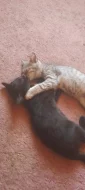 Tři koťátka hledají milého páníčka či paničku .