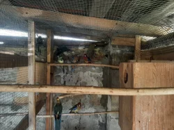 Prodám letošní penanty.