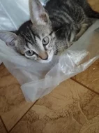 Mainská mývalí koťátka Zkřížená s Bengálskou kočkou
