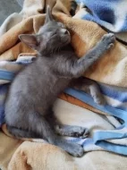 Mainská mývalí koťátka Zkřížená s Bengálskou kočkou