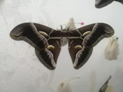 Philosamia cynthia forma ricini vajíčka