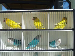 Agapornis škraboškový