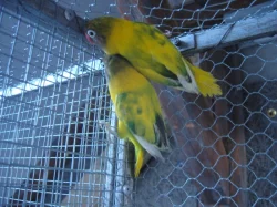 Agapornis škraboškový