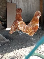 Prodám Zdrobnělé Paduánky žlutěplavé bile lemované