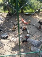 Zdrobnelé Faverolky lososové německé