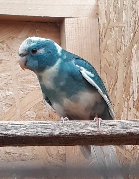 kakariki