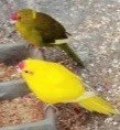 kakariki