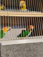 Amazonek belobrichy