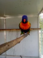 Lori mnohobarvý - horský