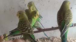 Přírodní neštěpíci forma 2023