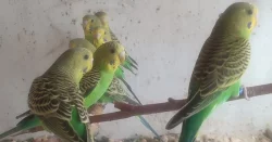 Přírodní neštěpíci forma 2023