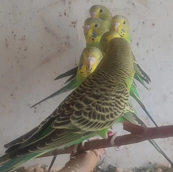 Přírodní neštěpíci forma 2023