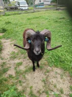 Ouessantské ovce