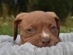 American Bully Bořeňovice