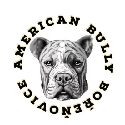 American Bully Bořeňovice