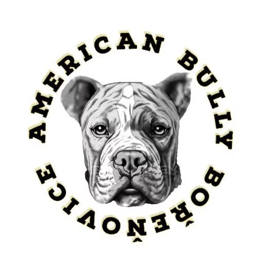 American Bully Bořeňovice