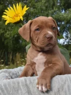 American Bully Bořeňovice
