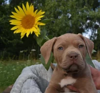 American Bully Bořeňovice