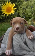 American Bully Bořeňovice