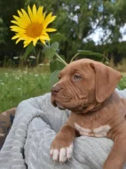 American Bully Bořeňovice