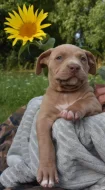 American Bully Bořeňovice