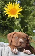 American Bully Bořeňovice